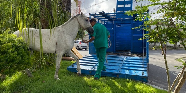 Centro de Zoonoses recolheu quase 200 cavalos em via pública neste ano