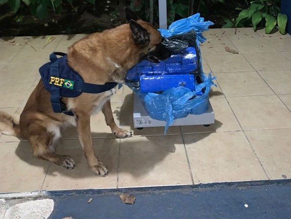 Com auxílio da cadela K9 Raia, PRF apreende 25kg de maconha em Feira de Santana