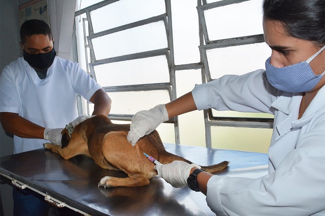 Centro de Zoonoses inicia mutirão de castração de cães e gatos