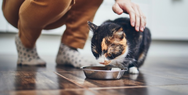 Veterinário explica os comportamentos mais famosos dos gatos; confira