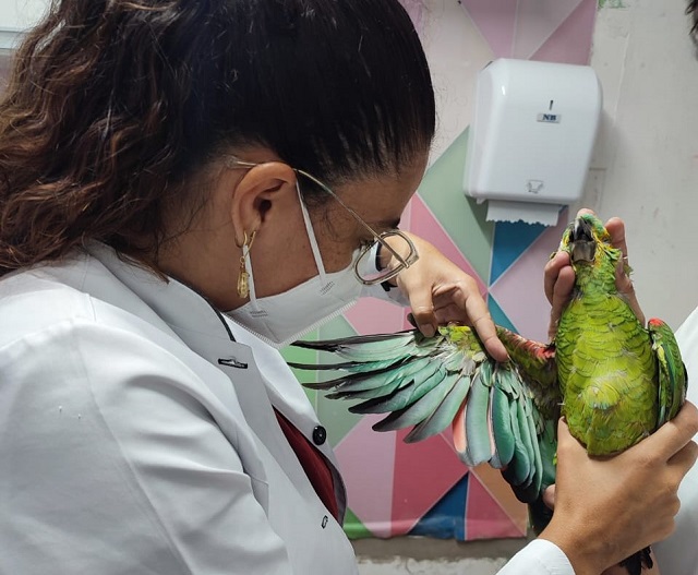 Com mercado em alta, clínicas veterinárias investem em serviços para animais silvestres e exóticos