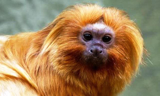 Moradores estão associando caroços em micos a varíola dos macacos; veterinário comenta