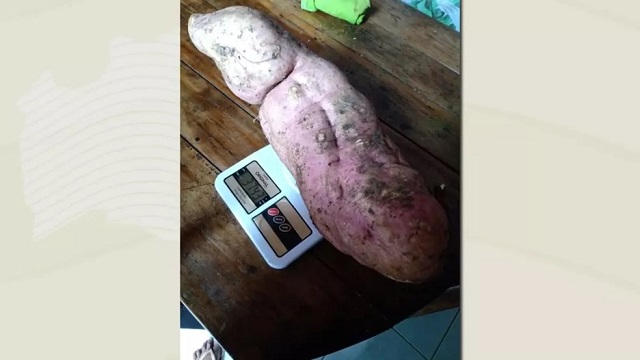 Casal colhe batatas doces gigantes no interior da Bahia; raízes pesam mais de 3,5 quilos