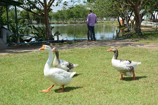 animais parque da lagoa