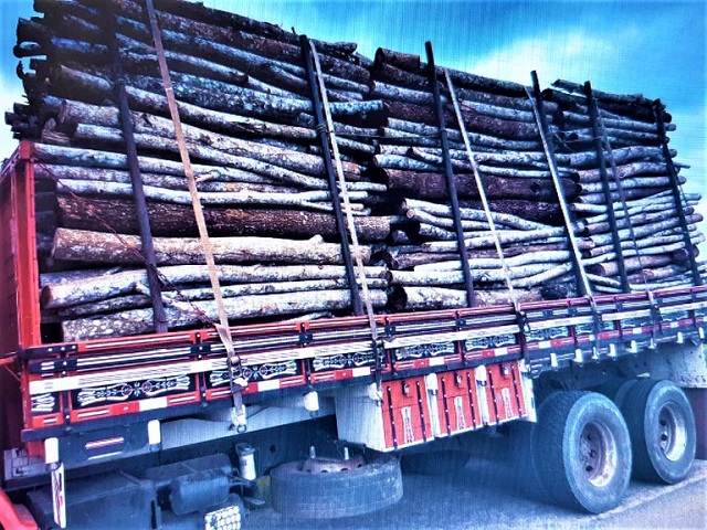 PRF apreende carga de madeira sem licença ambiental em Feira de Santana