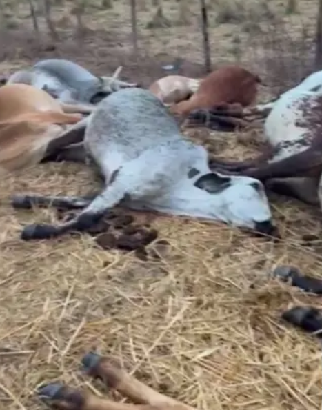 Raio é apontado como causa da descarga elétrica que matou gado em fazenda no oeste da Bahia