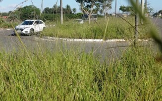 Vegetação alta causa riscos de acidentes em avenida; veja esta e outras reclamações da população