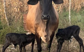 Caso inesperado: vaca Bolinha dá à luz a bezerros gêmeos