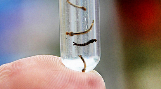 Larva da Dengue