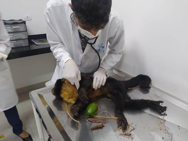 macaco prego no veterinário