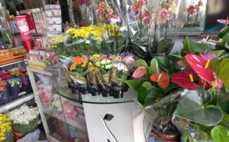 Floristas revelam otimismo sobre vendas de flores no Dia de Finados