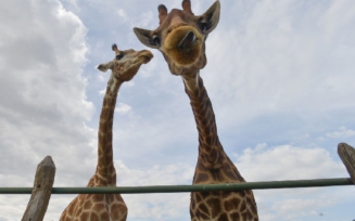 PF indicia 4 pessoas por crimes associados à importação de 18 girafas