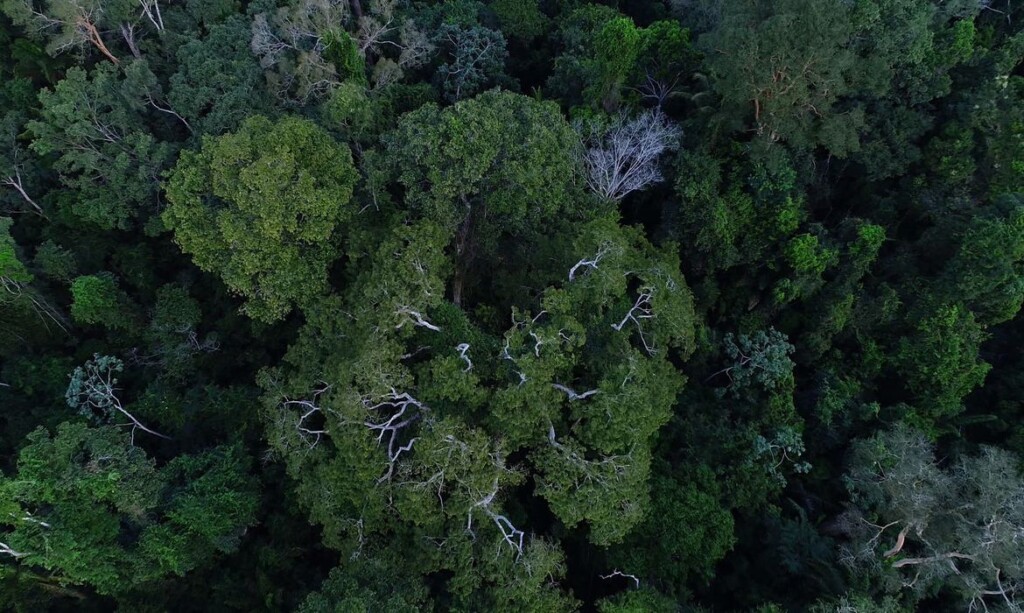 Floresta Amazônica vista de cima