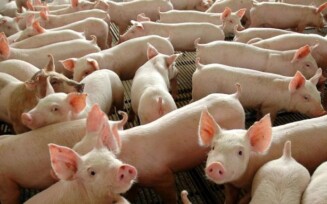 México abre mercado para a carne suína brasileira