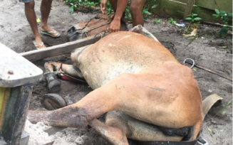 Cavalo vítima de maus-tratos em Porto Seguro