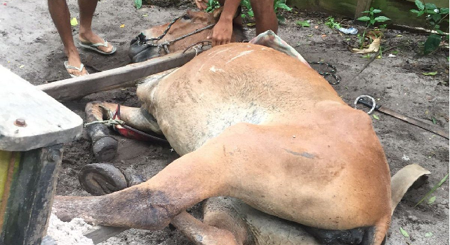 Cavalo vítima de maus-tratos em Porto Seguro