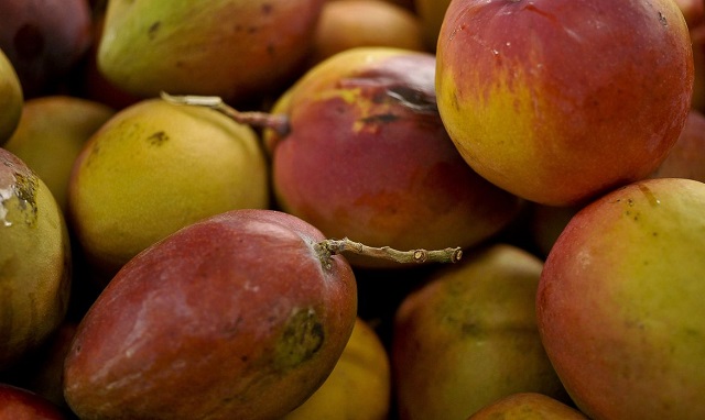 Conozca los beneficios del mango, la fruta omnipresente – Acorda Cidade