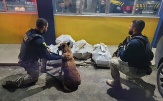 Cão farejador da PRF encontra cerca de 100 kg de maconha em Feira de Santana