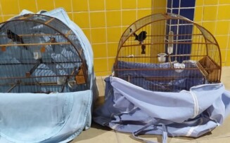 Aves silvestres são resgatadas pela PRF em Feira de Santana