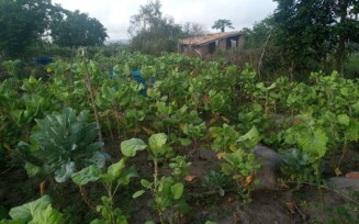 Agricultores celebram chegada das chuvas e preparam o terreno na esperança de boa colheita