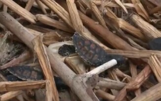 Restos de vegetação e lixo na praia atrapalham reprodução das tartarugas marinhas no sul da Bahia