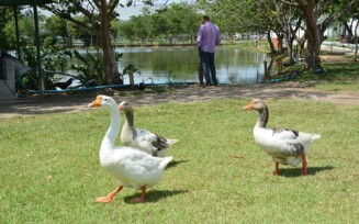 Parque da Lagoa recebe novas espécies de animais