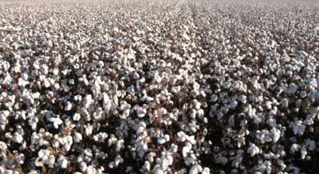 Plantação de algodão