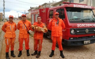 Cachorro é resgatado após cair de despenhadeiro de 35 metros em Teixeira de Freitas