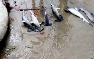 Tubarão-martelo em perigo de extinção é capturado em Trancoso; seis filhotes também morrerram