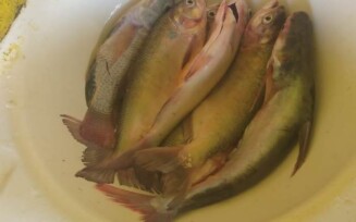 Proliferação de peixes exóticos em rios da região de Feira preocupa Secretaria de Meio Ambiente