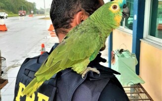 Papagaios são resgatados pela PRF na BR 116 em Feira de Santana