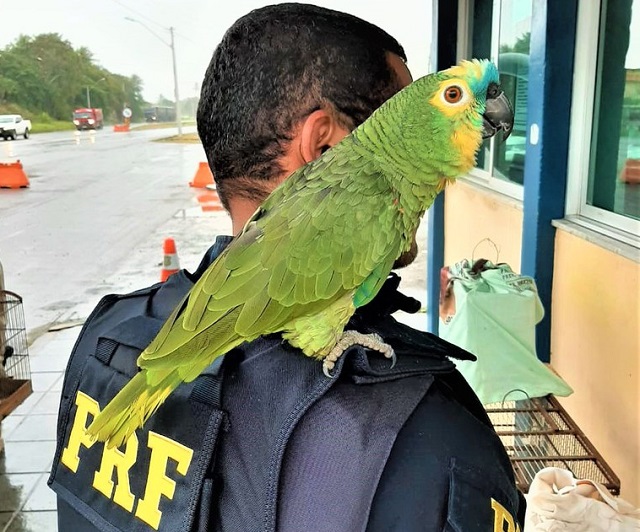 papagaios - aves - papagaio - prf - polícia - tráfico de animais silvestres - selvagens - br 116 - feira de santana