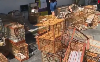 Idoso é detido com mais de 100 aves silvestres em Salvador
