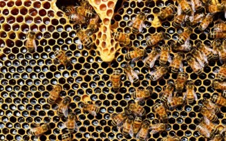 Capitão do Corpo de Bombeiros explica como é feito o trabalho da remoção de enxames de abelhas