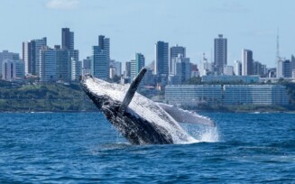 baleia jubarte na Bahia