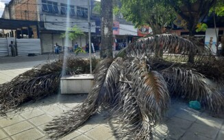 Galhos de palmeira com mais de 30 metros de altura caem na Praça Bernadino Bahia
