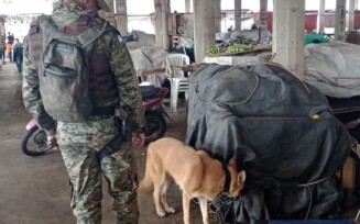 Cão farejador auxilia na apreensão de droga no centro de abastecimento