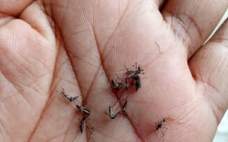 Flagrantes - dengue