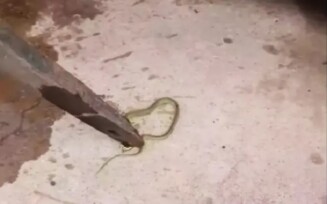 Cobra é encontrada em bebedouro de escola após relatos de mal-estar em crianças