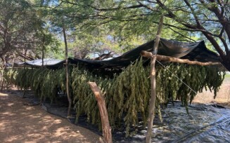 PF realiza ação de erradicação de plantios de maconha no norte da Bahia