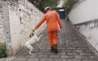 Cachorro afasta ladrão e é resgatado do telhado pelo Corpo de bombeiros