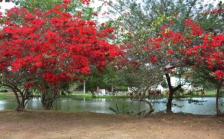 Primavera dá os primeiros sinais no Parque da Lagoa