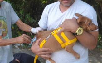 Dia Mundial de Combate a Raiva terá vacinação de cães e gatos em Feira de Santana
