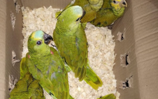 Quarenta e seis aves silvestres são resgatadas pela Cippa em Lençóis