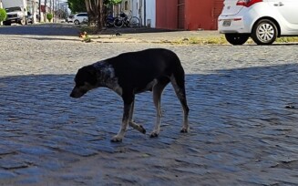 Animais abandonados no Jomafa ft Ed Santos Acorda Cidade2