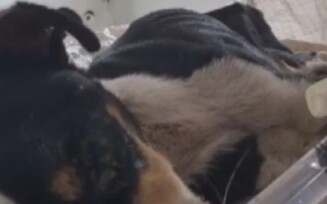 Mais de 30 cães morrem de cinomose em cidade da Chapada Diamantina