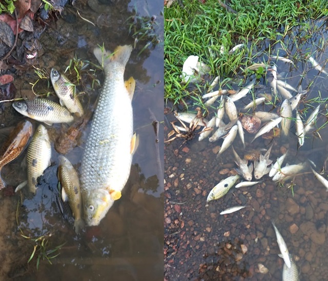 Nova mortandade de peixes no Rio São Francisco assusta comunidade rural de Juazeiro