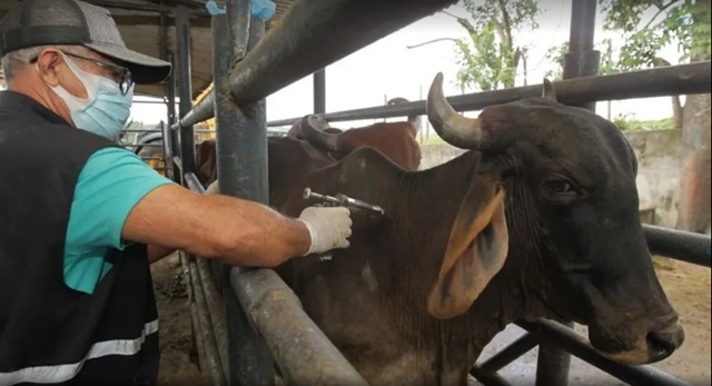 vacinação do gado