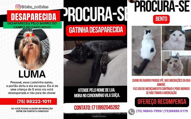 Aumento de cães e gatos desaparecidos em Feira de Santana acende alerta para tutores