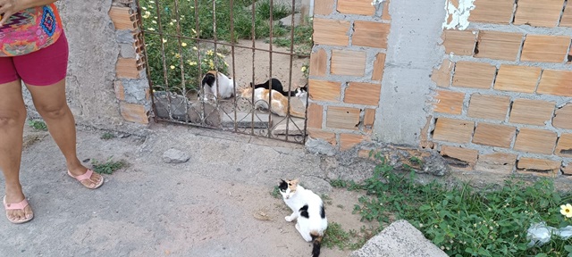 Gatos Abandonados
